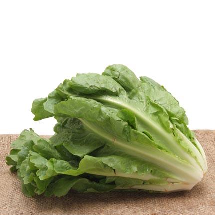 Escarola